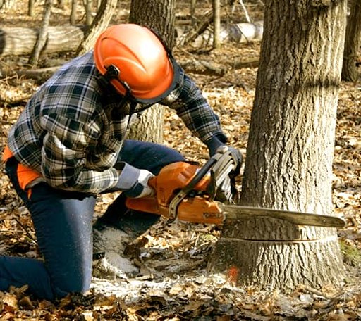 Tree Removal in Orange Cove, CA